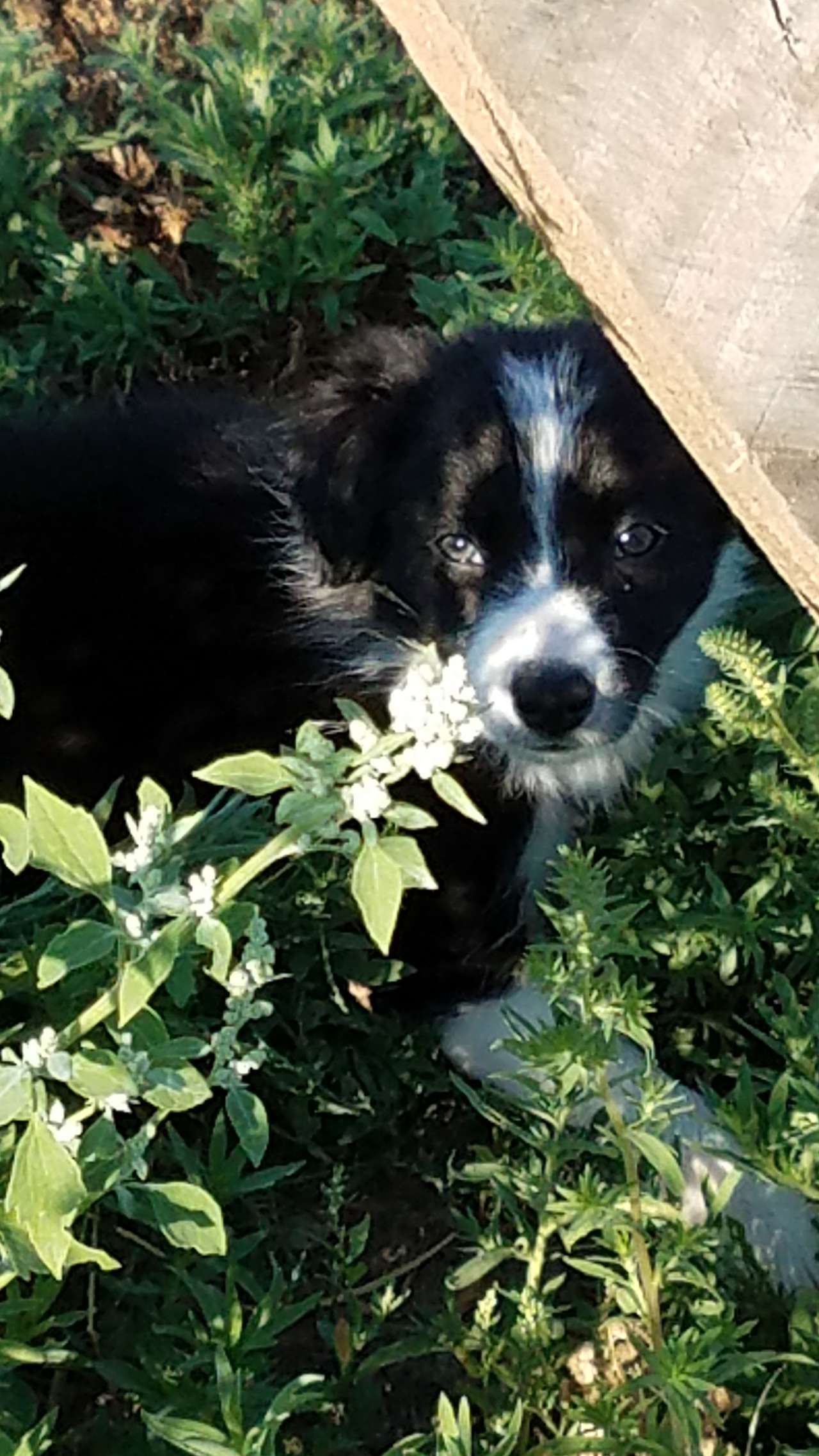 Puppies like it here