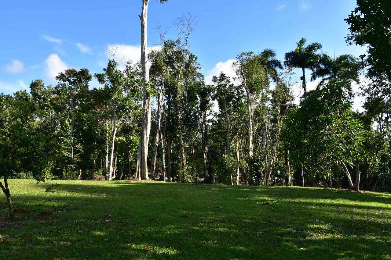 50 % of the land is forest