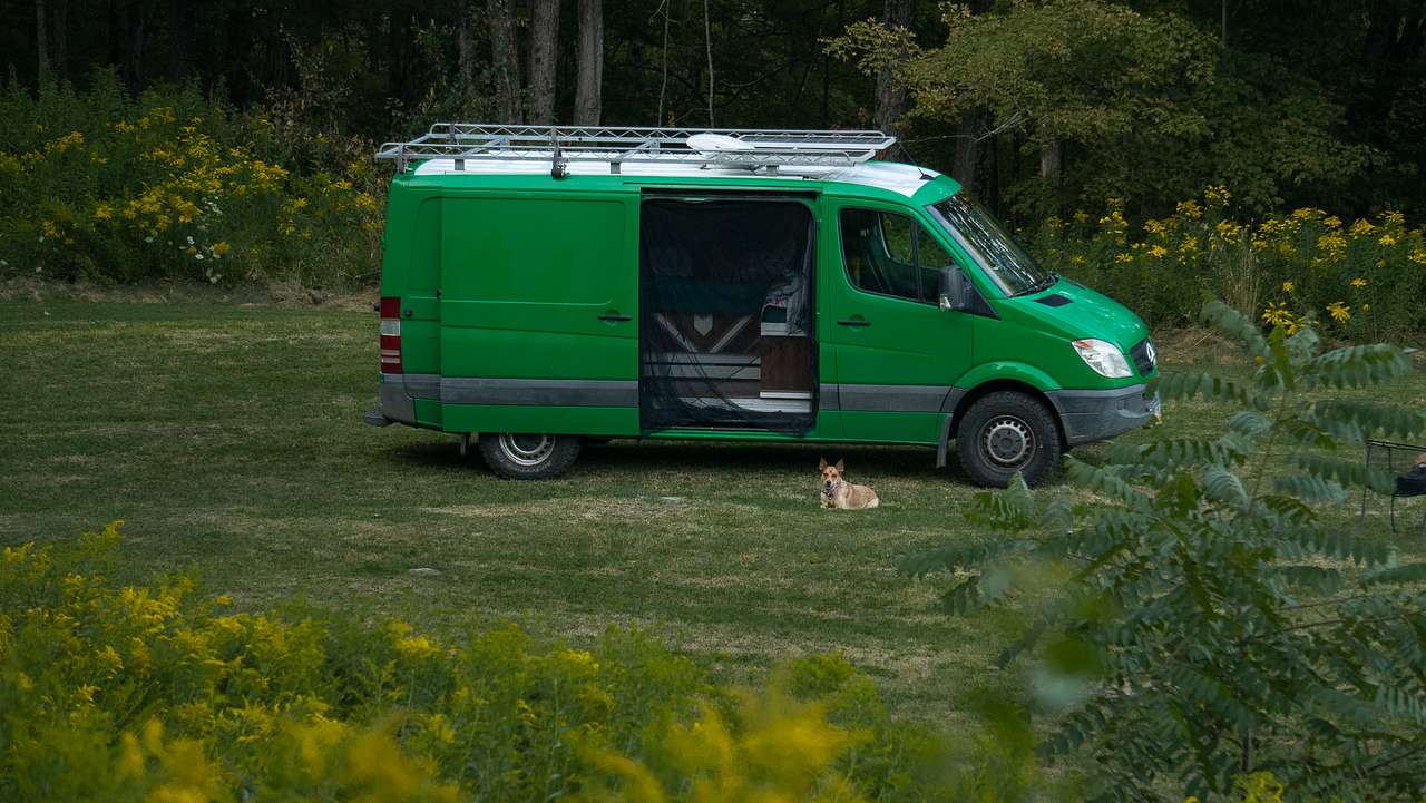 Finn loved wandering our site, with plenty of space to wander. 