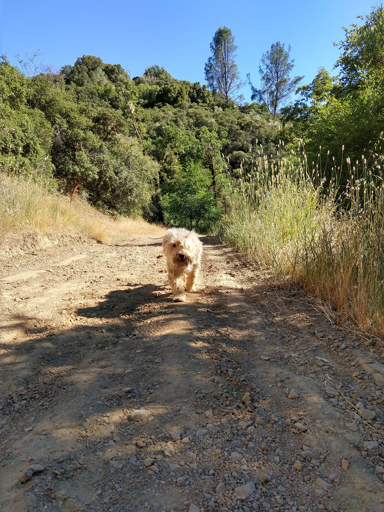 Dog friendly