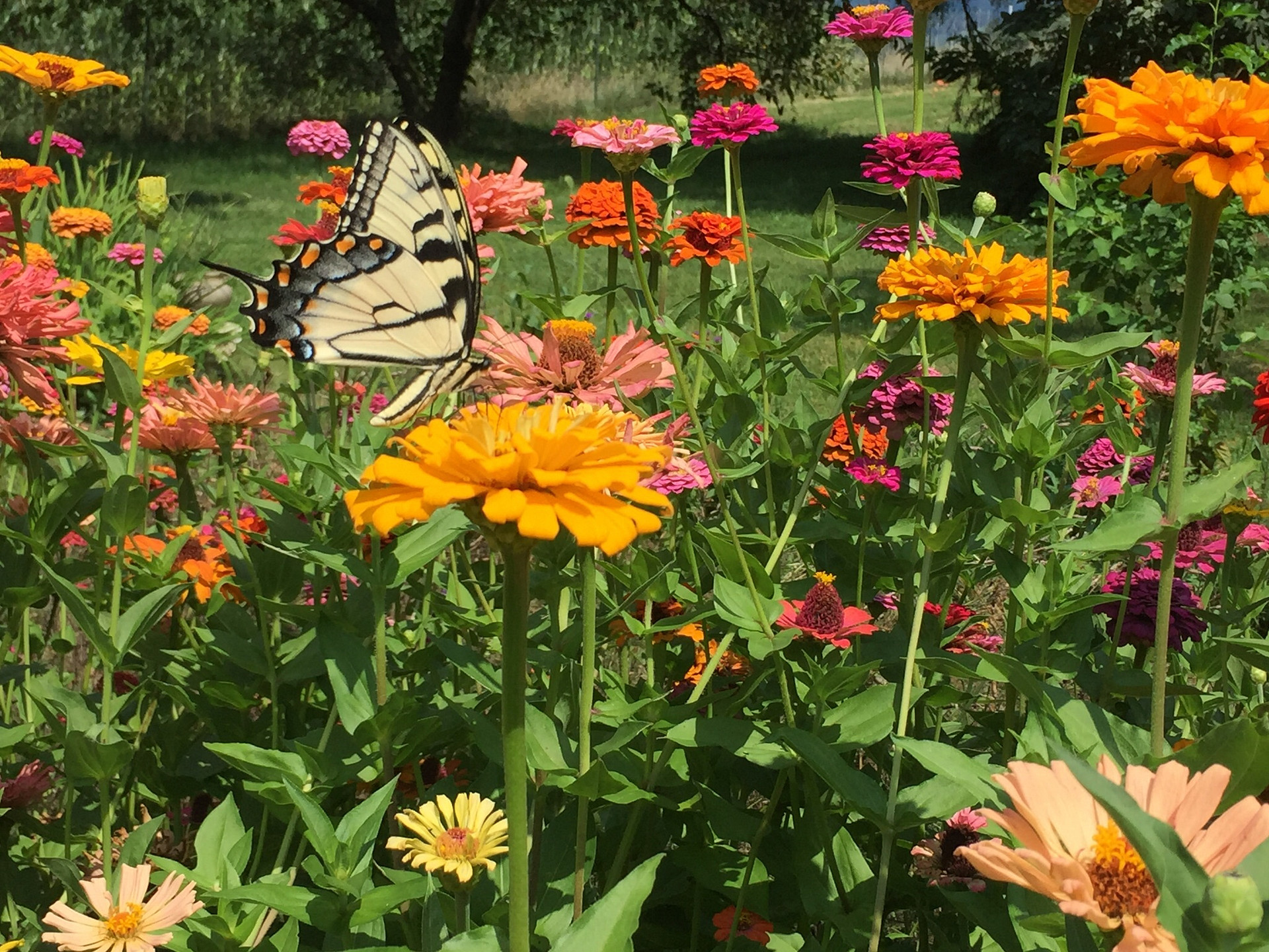 Swallowtail Butterfly appreciates our pollinator meadows