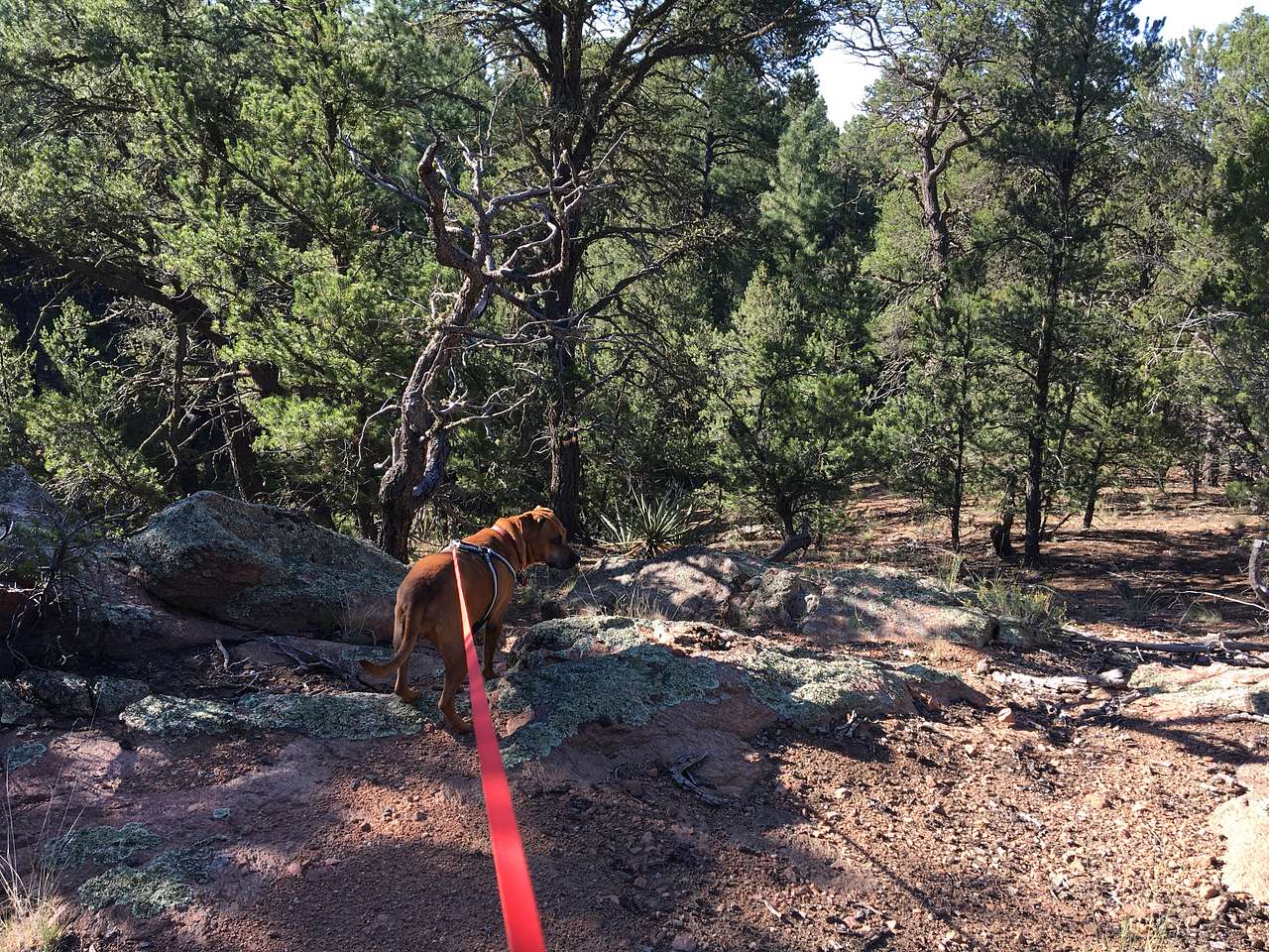 Santa Fe Treehouse Camp & Wilderness Preserve
