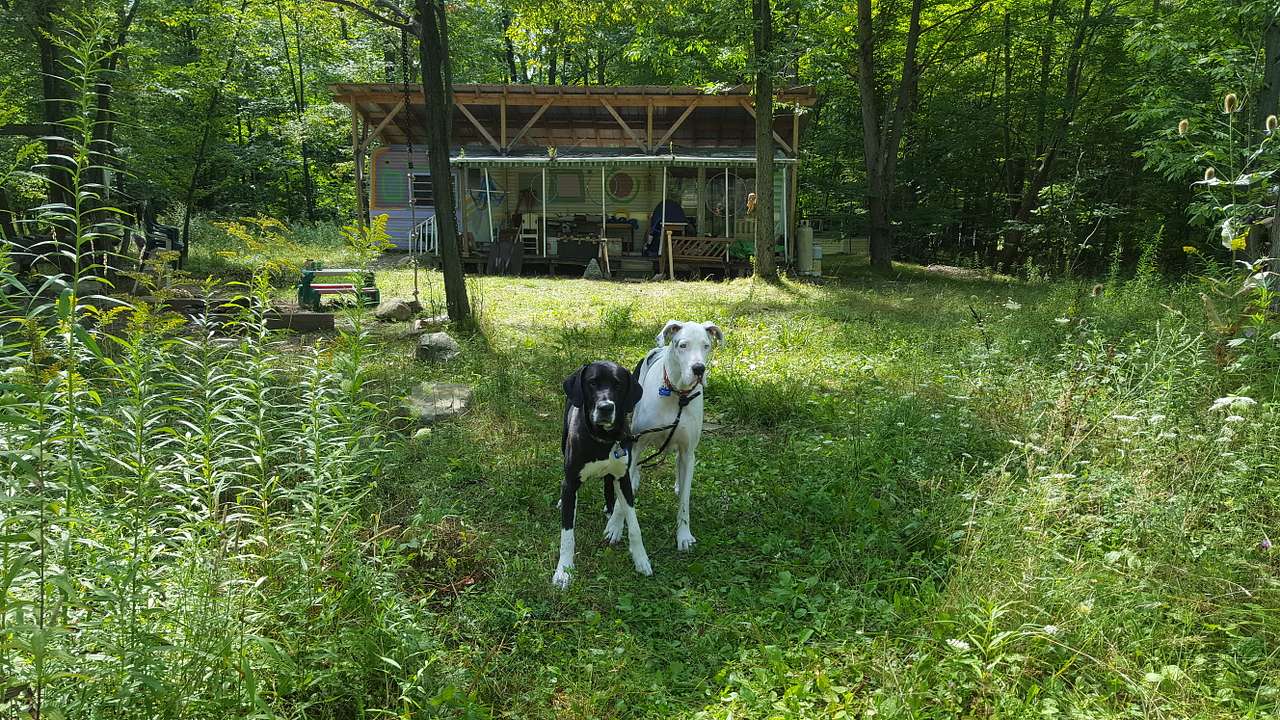 Our Pups loved their stay as much as we did!