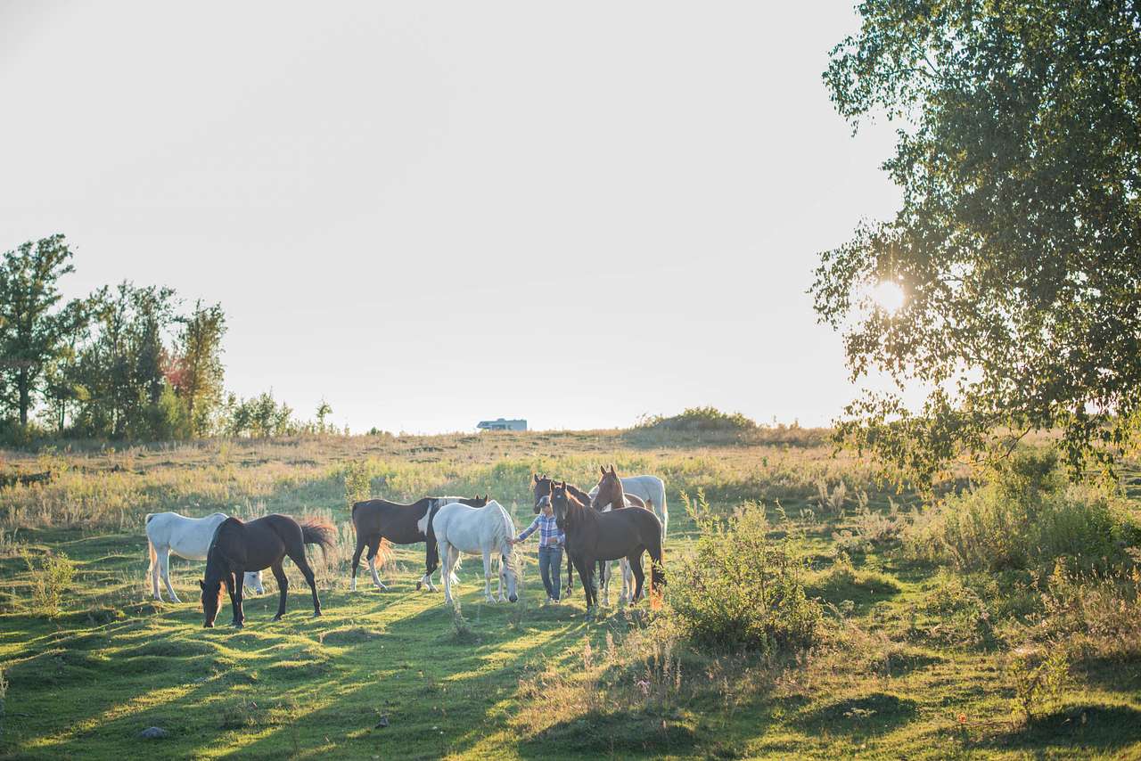 We loved the sweet horses on the property!