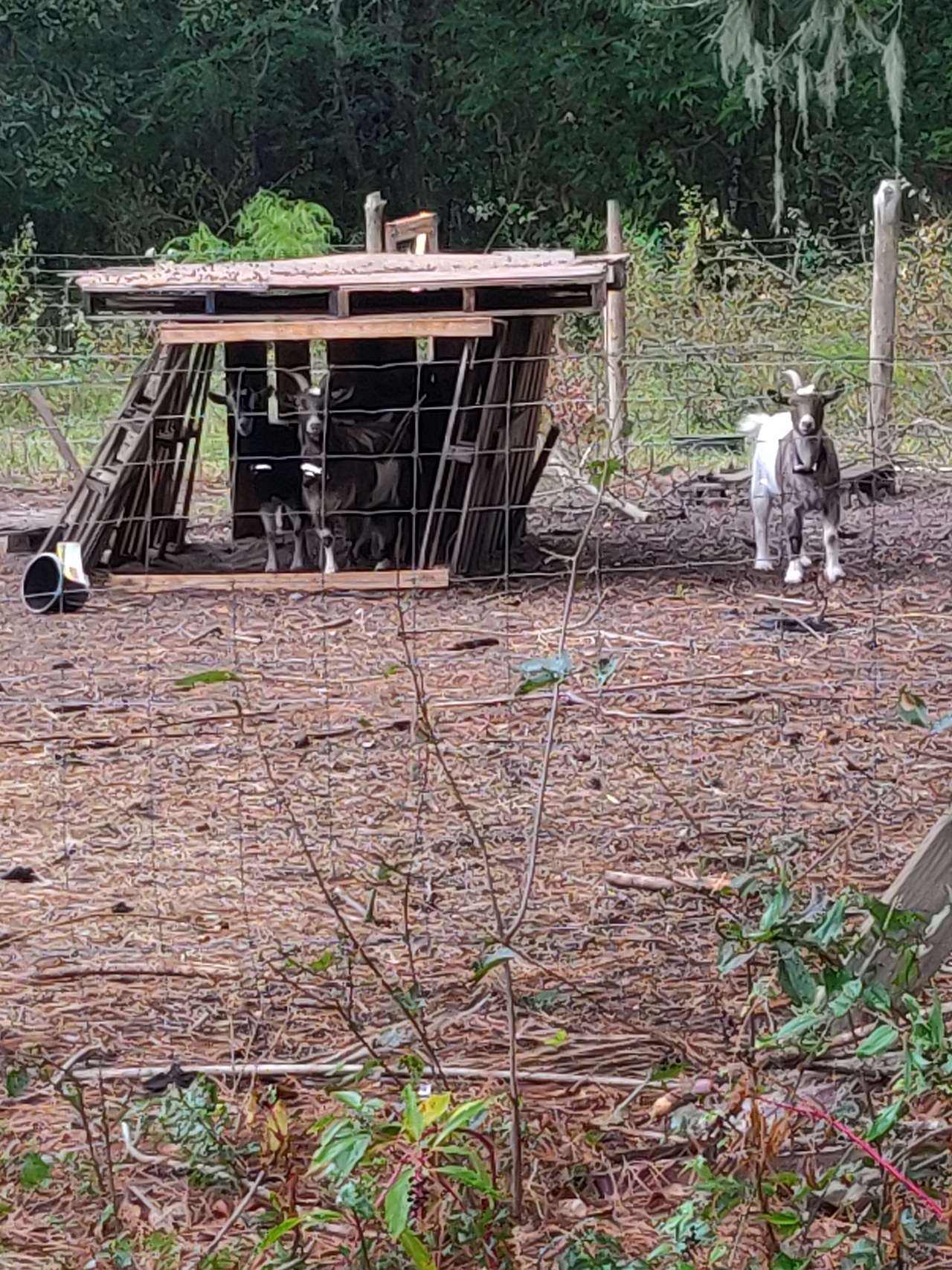 Friendly Fowl Farm