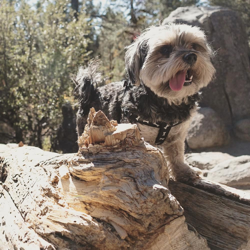 Great place to hike with dogs and dogs are also welcome in the visitors center