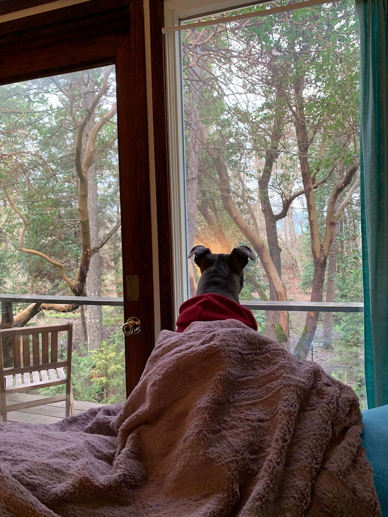 From bed on a rainy day 