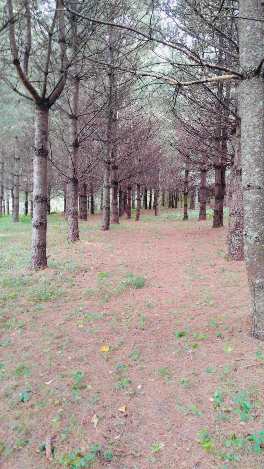 Camp Karuga