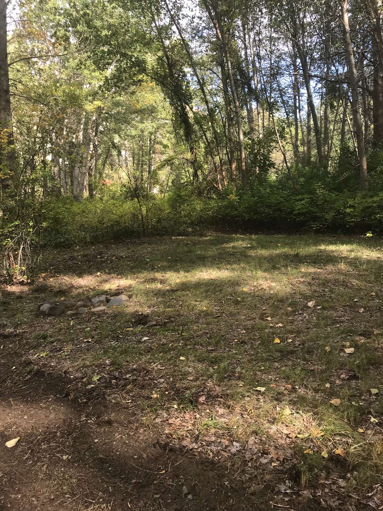 Another spot in the woods