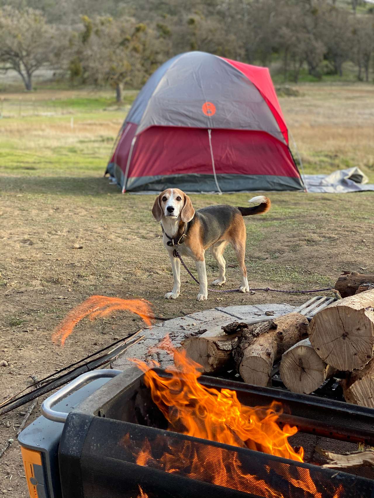 Song of the Ancients: Dark Sky Camping Near Pinnacles