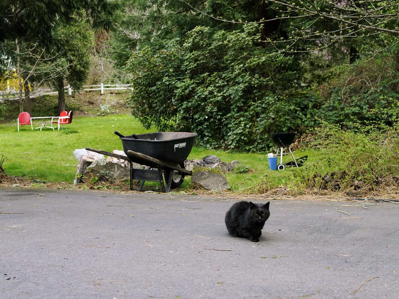 A chill cat