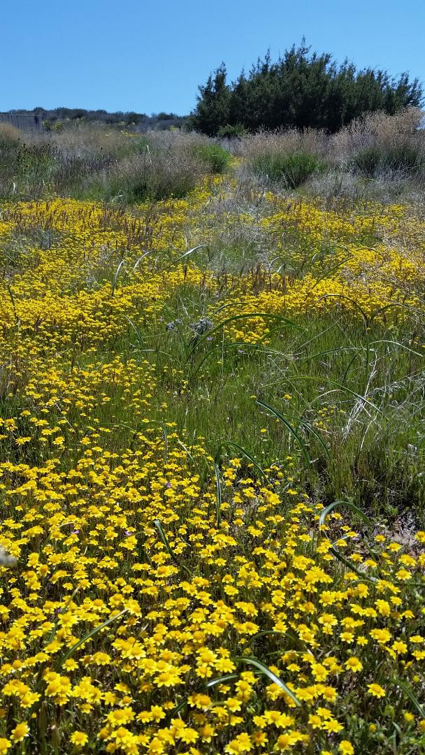 Wildflowers