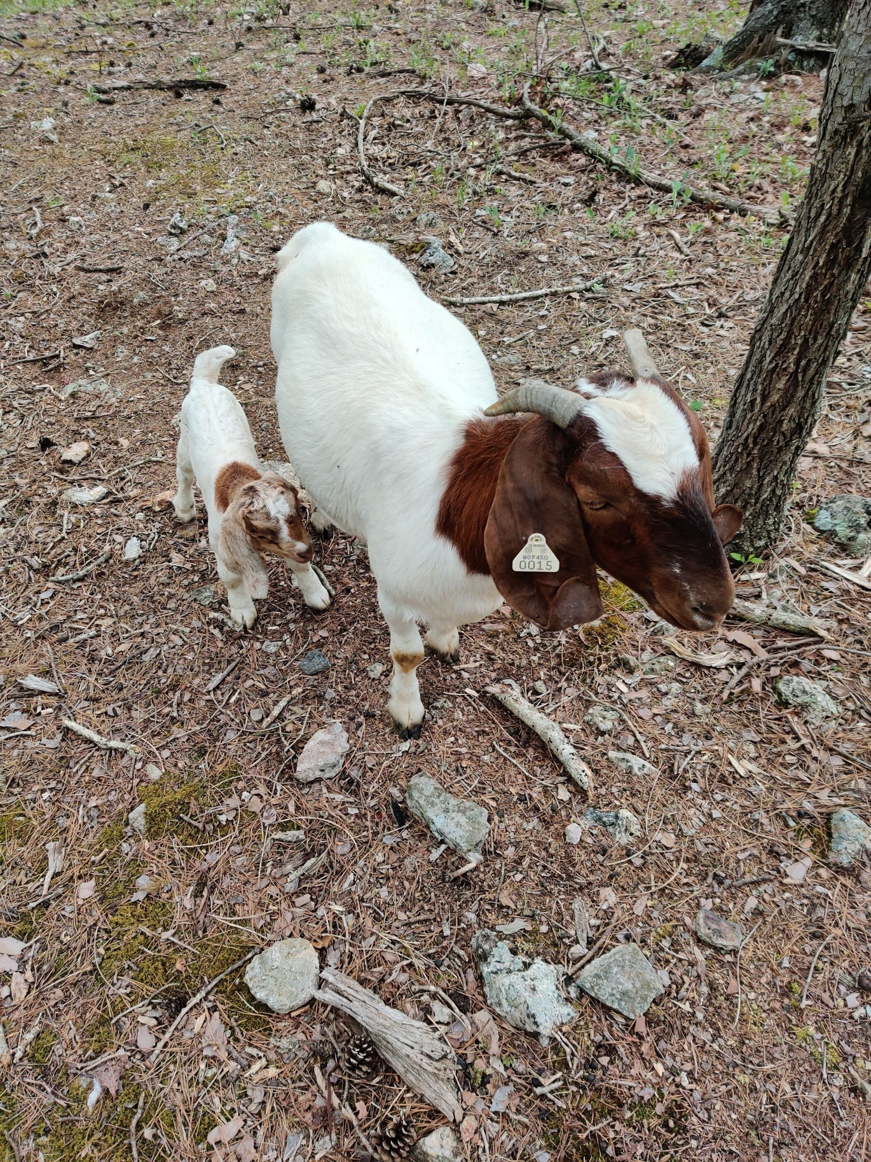 Spring Lake Ranch