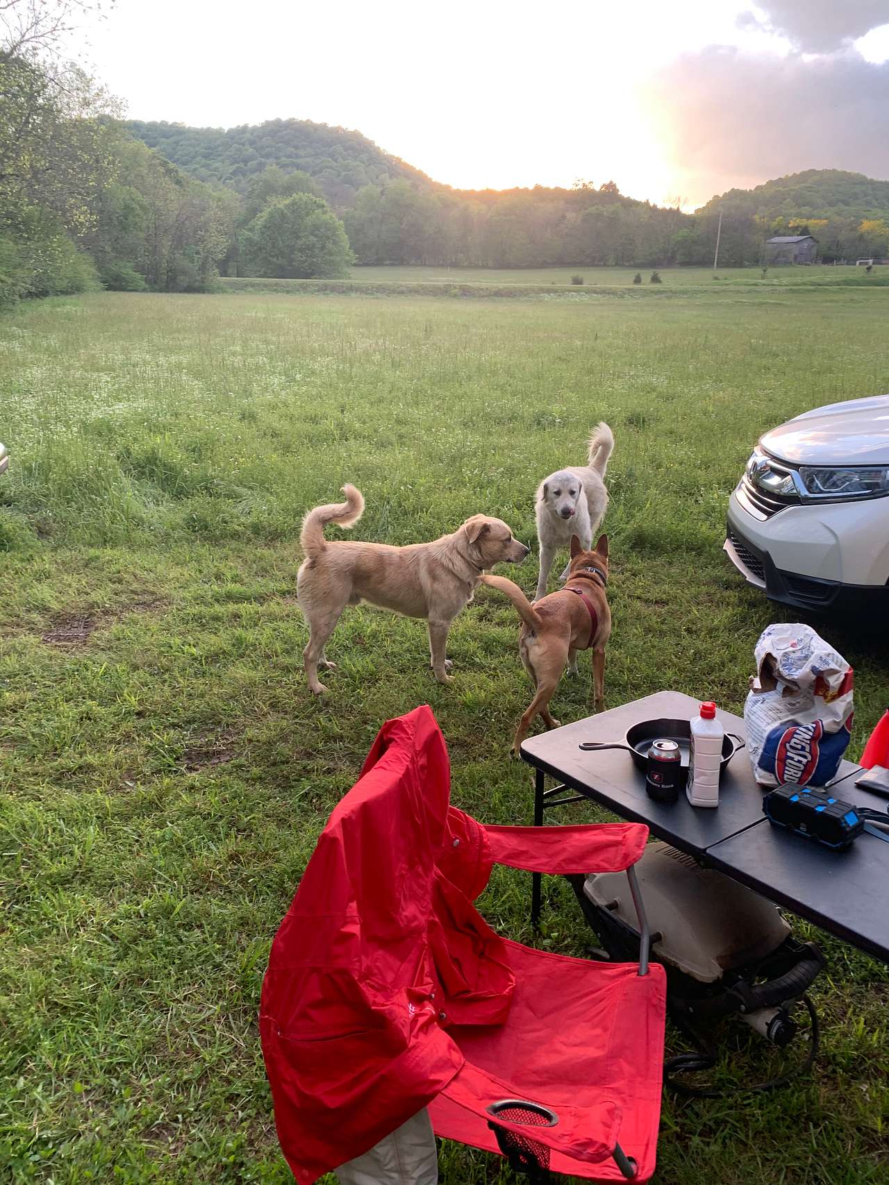 Our dog had so much fun with his new friends