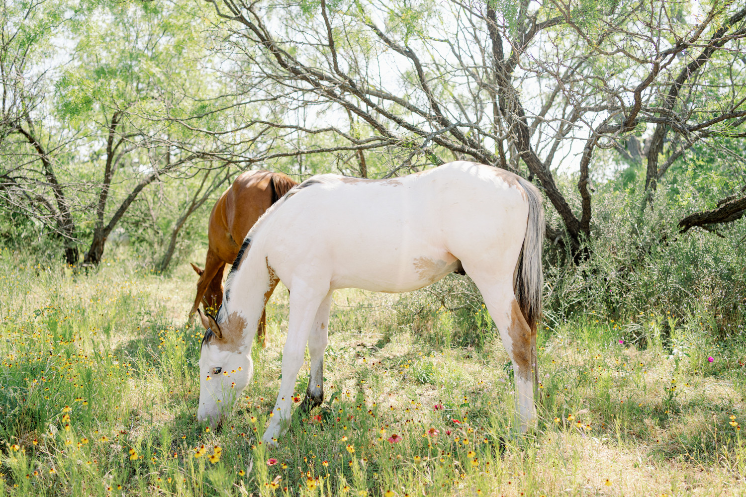 Lots of horses on her land