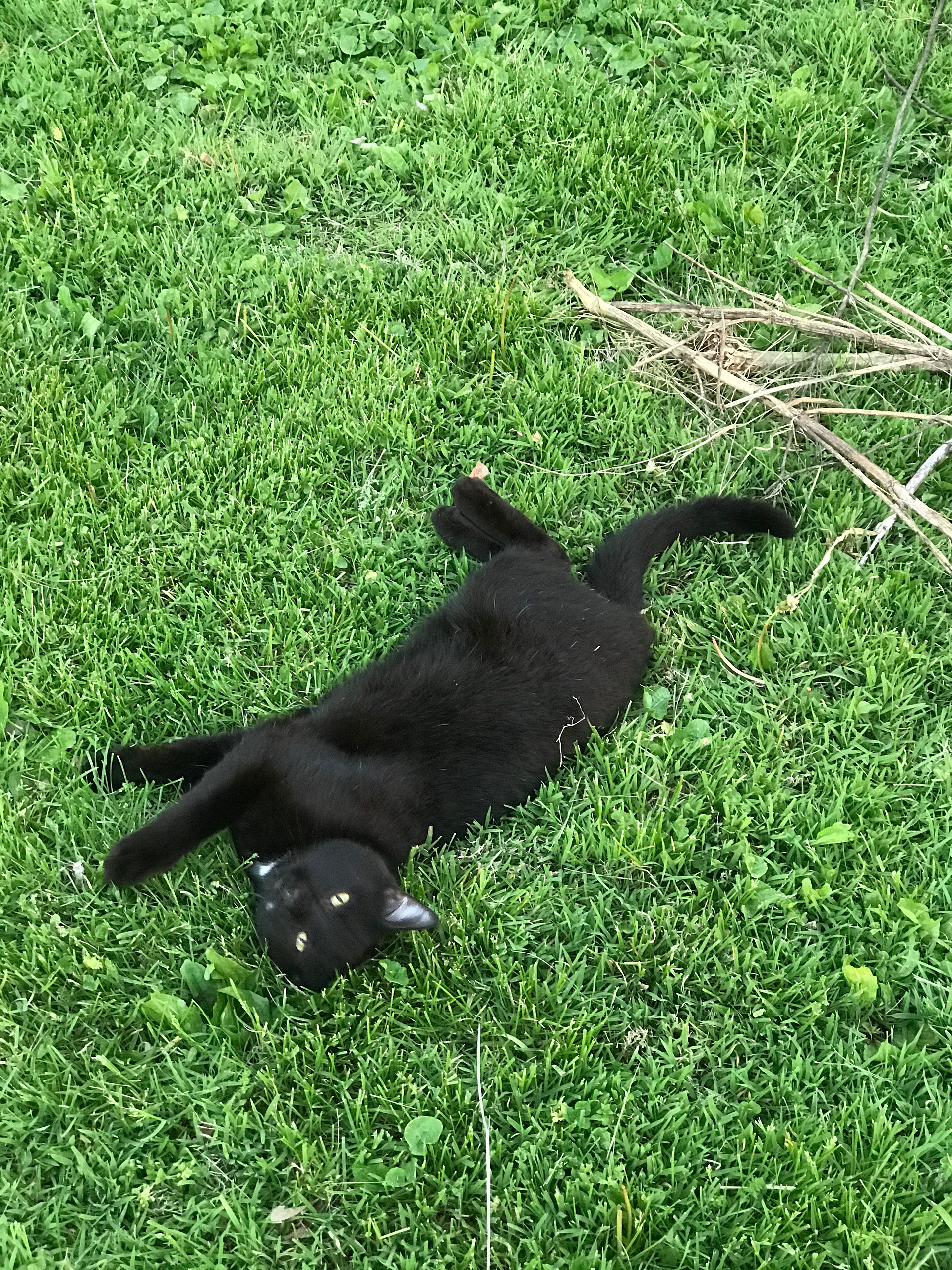 Brownbeard, the farm cat 