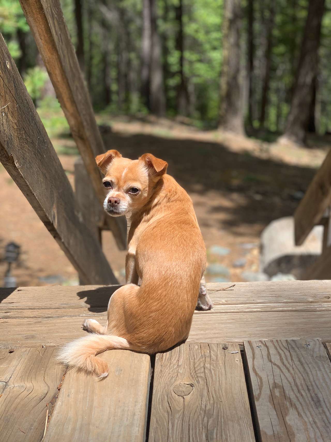 Pups enjoying the beautiful deck! 