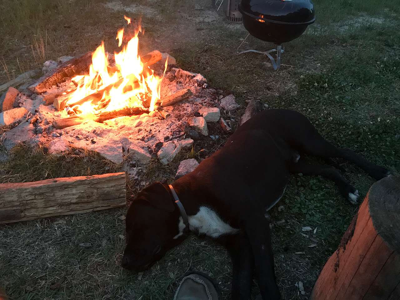 Great farm dog