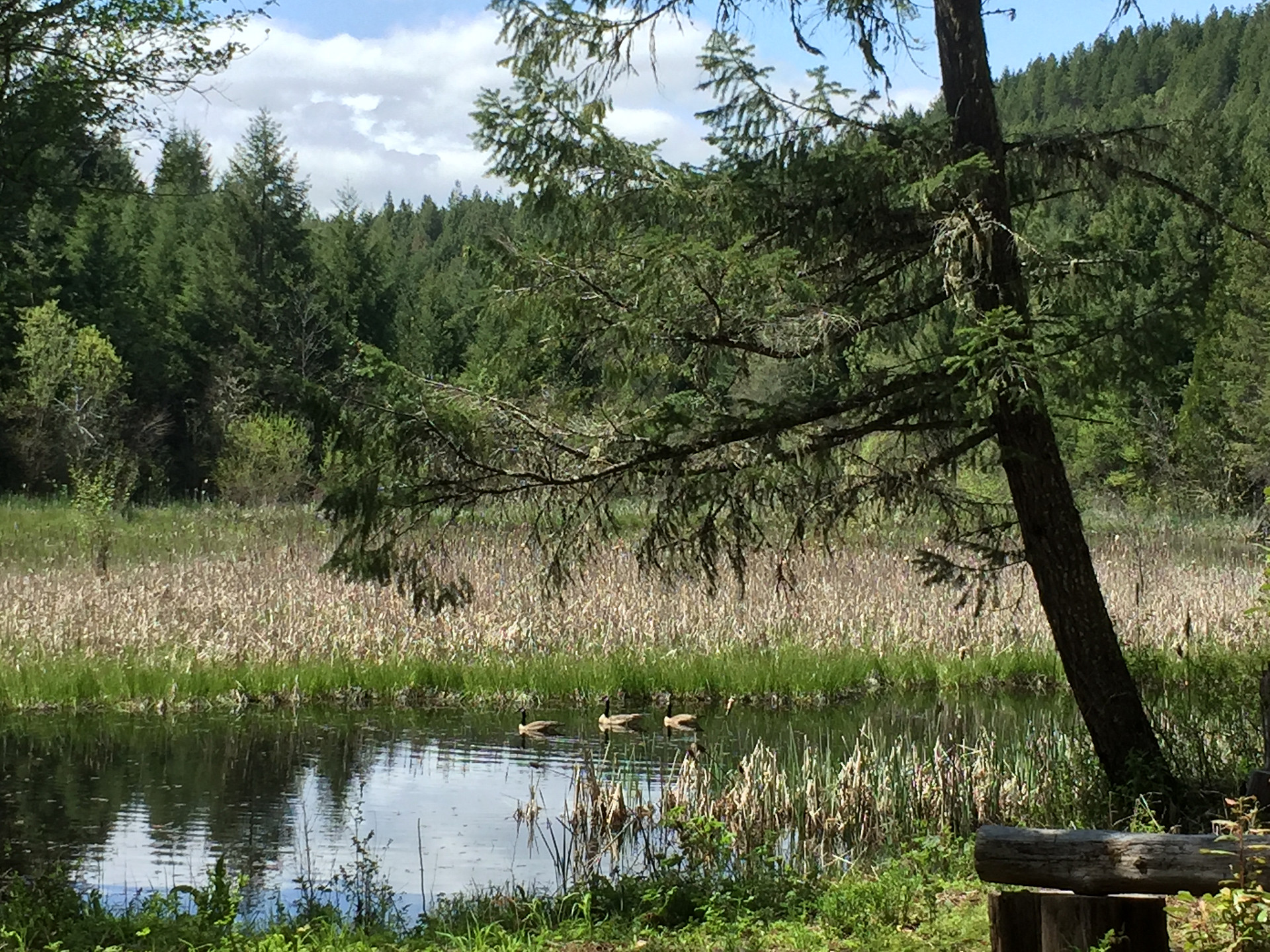Canada geese in the nearby Pond
