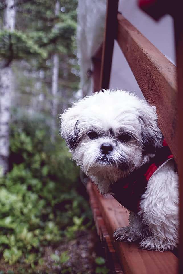 Dog friendly