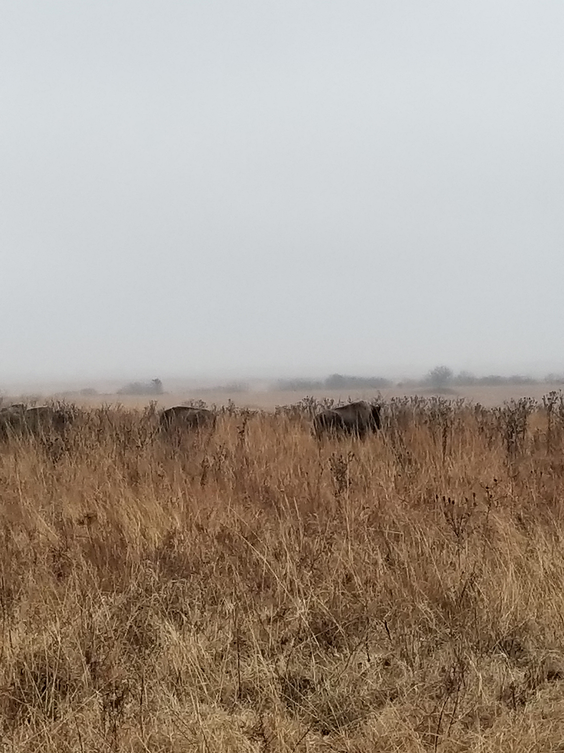 K.C. Ranch