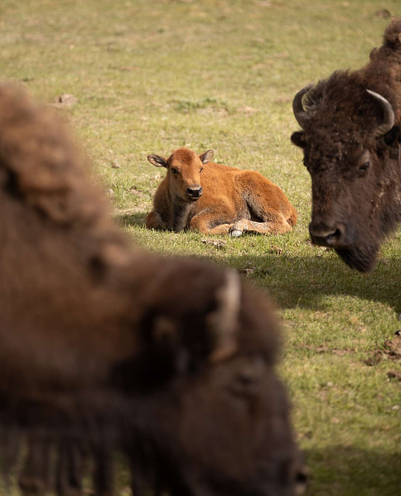 Terry Bison Ranch Resort