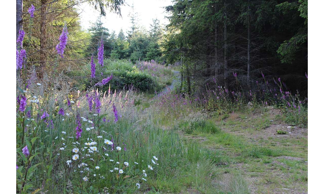 Spring Wildflowers Winding Up the Road!