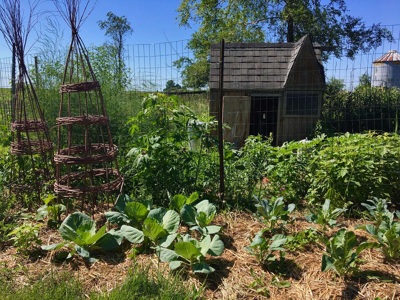 Part of the food forest and chicken run