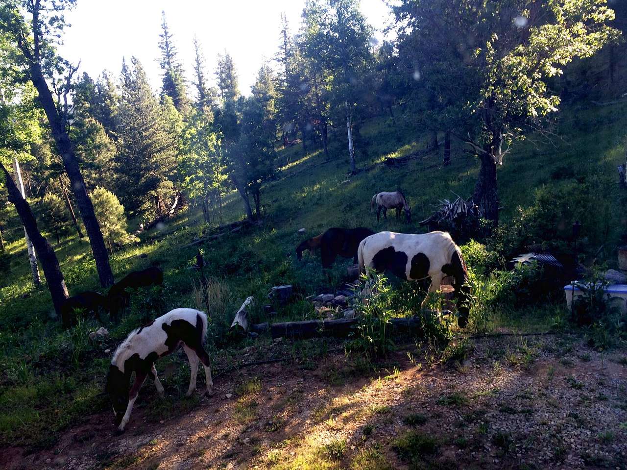 wild horses are some of the ground keepers here