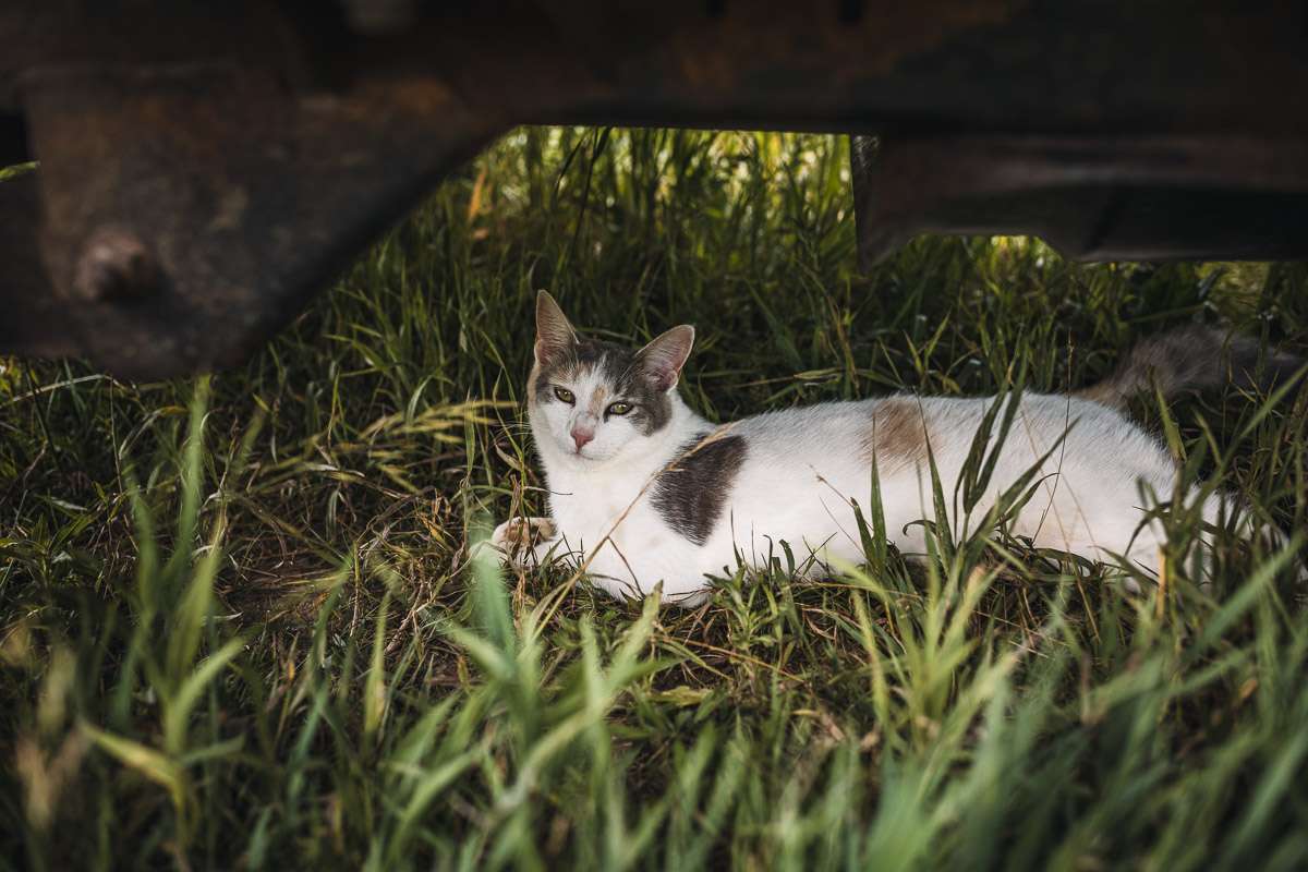 Dennis has two friendly cats on the property 