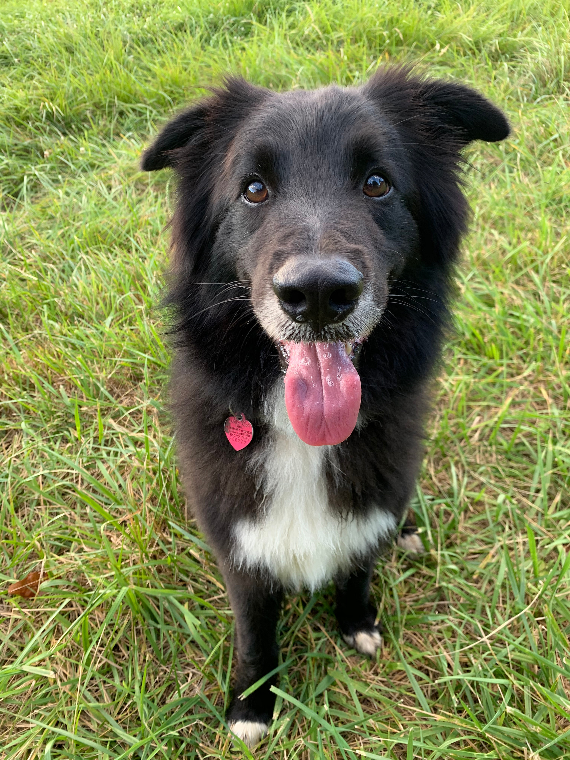 This is Stieglitz, our personal favorite. He/she (I’m not sure) is very affectionate and makes the perfect campsite companion. 