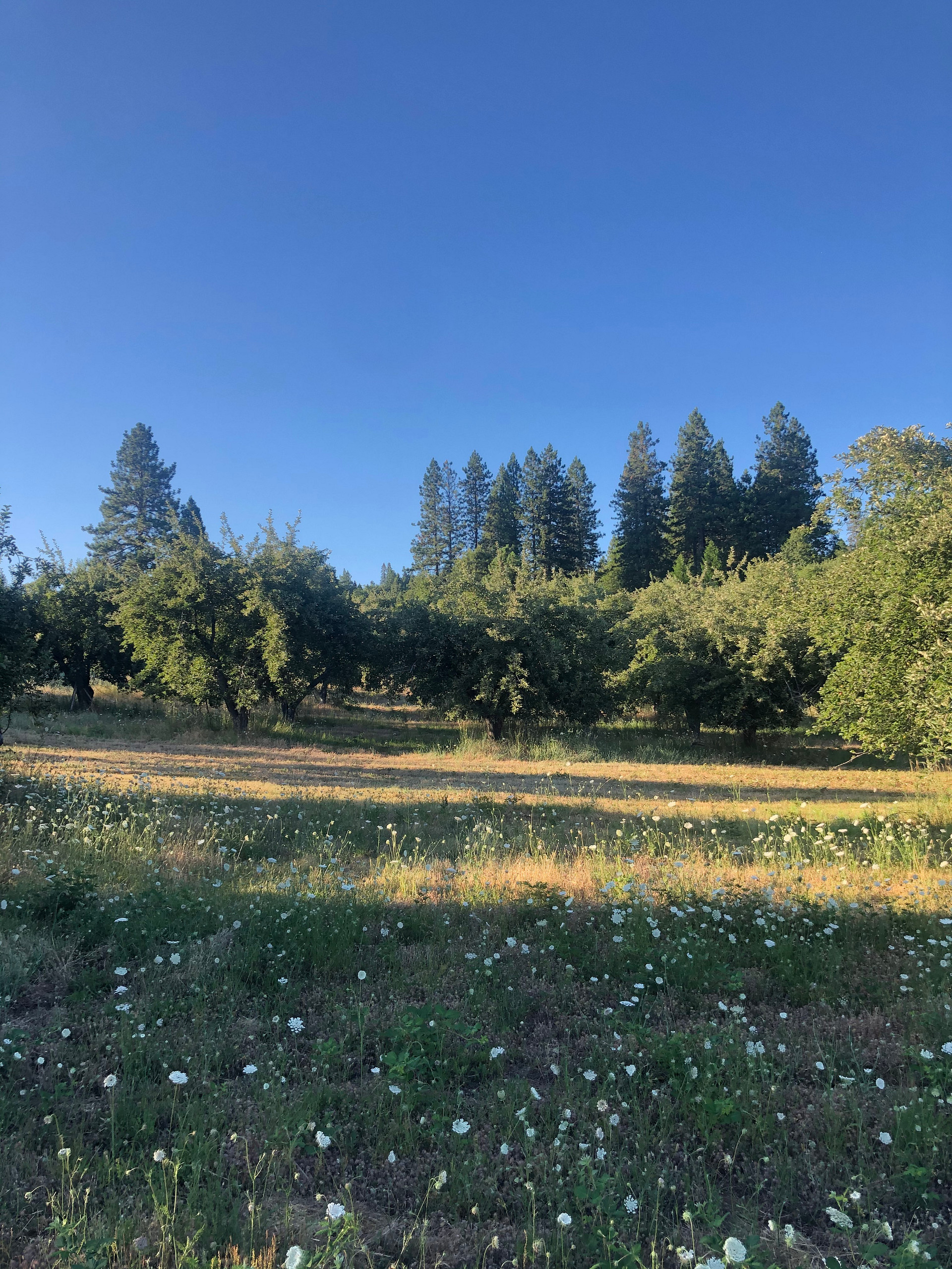 Set up camp in our secluded heirloom apple orchards!