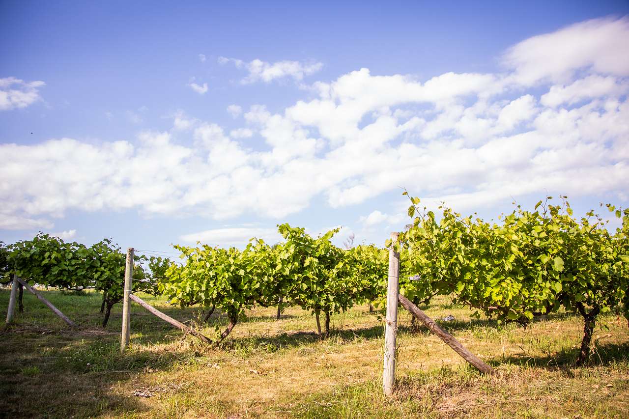 The vineyard is a beautiful setting for photos as the sun hangs low in the sky. 