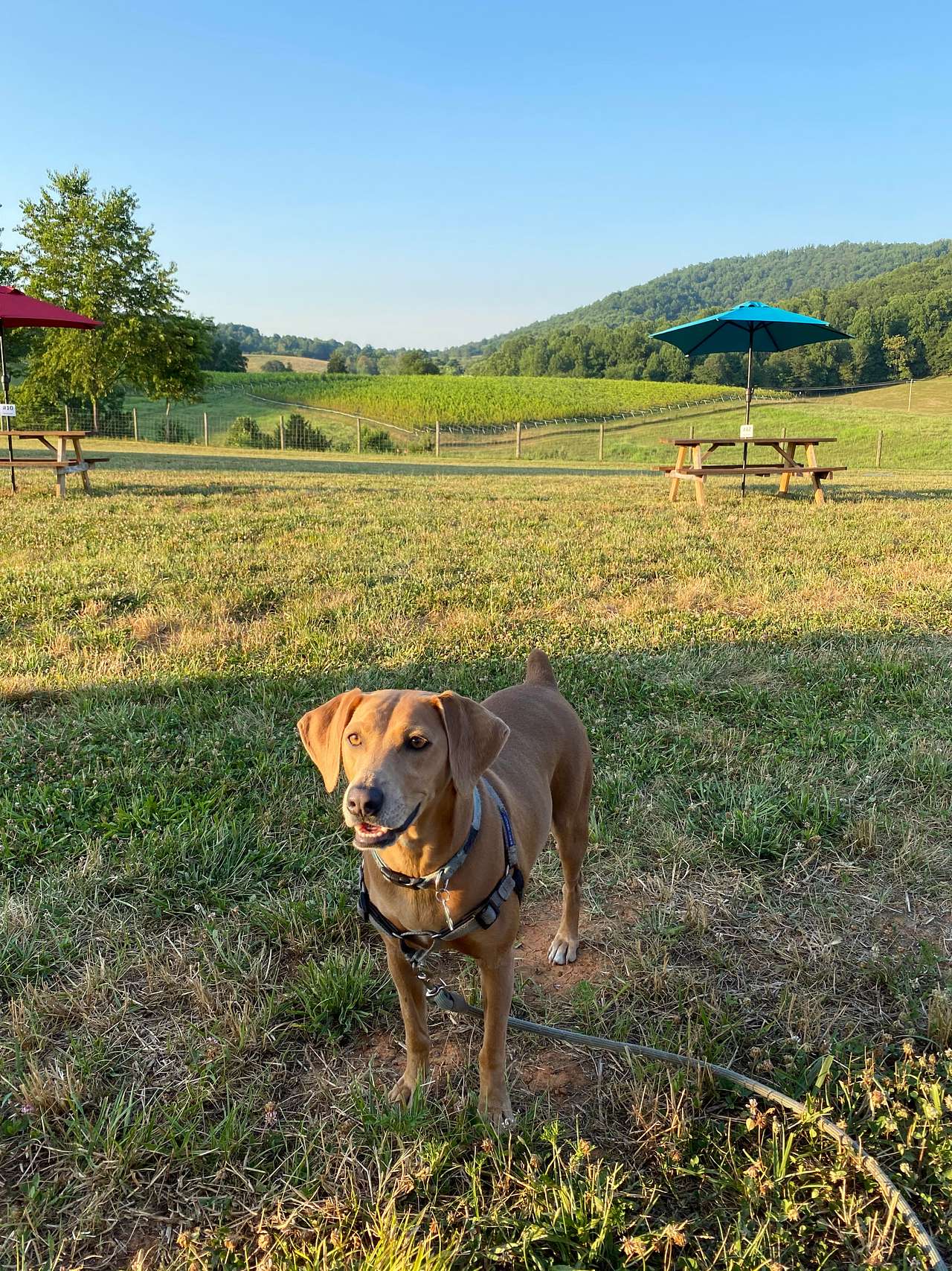 Willow enjoying the nearby Winery