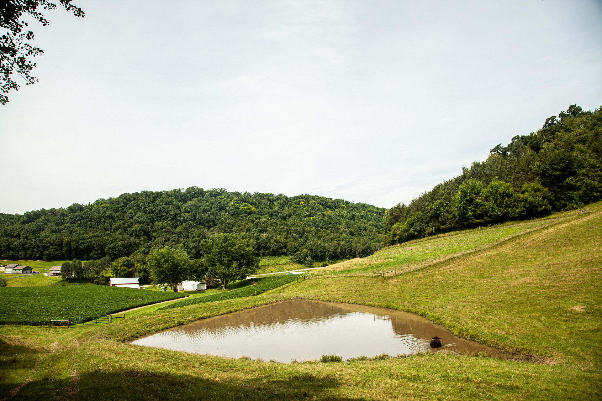 It was a pleasant surprise to find a lone cow taking a little dip on our hike out of camp.