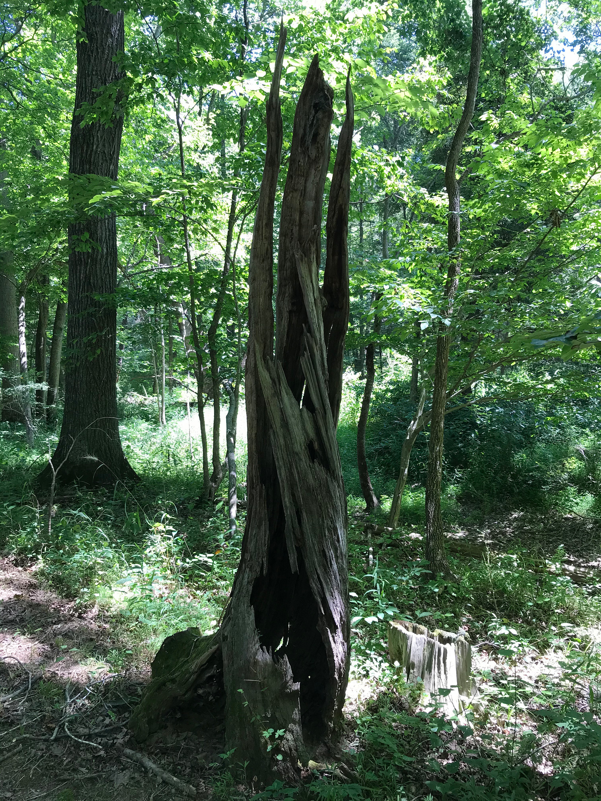 Nature ages gracefully!