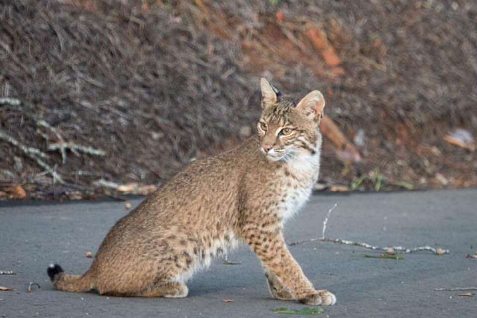 Little bobcat I have seen a few times across the river near campsite. I saw a decent sized bear last week too. The neighbors caught this bobcat sunbathing on the road.