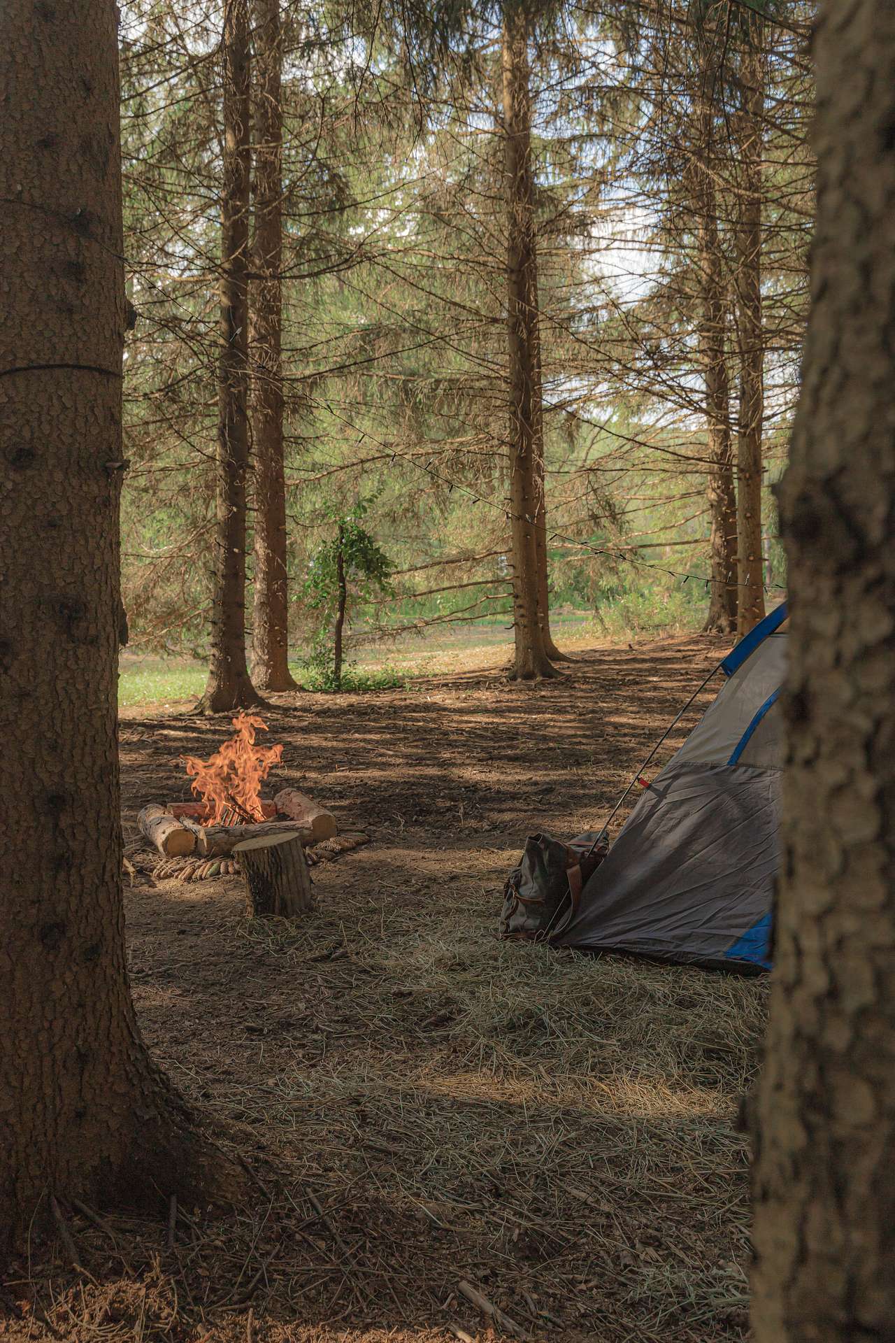 In the woods