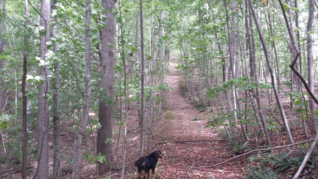 hiking trails