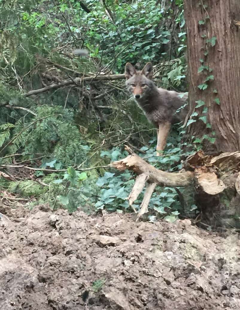 One of my coyotes, this picture was taken from inside the old barn through the window.