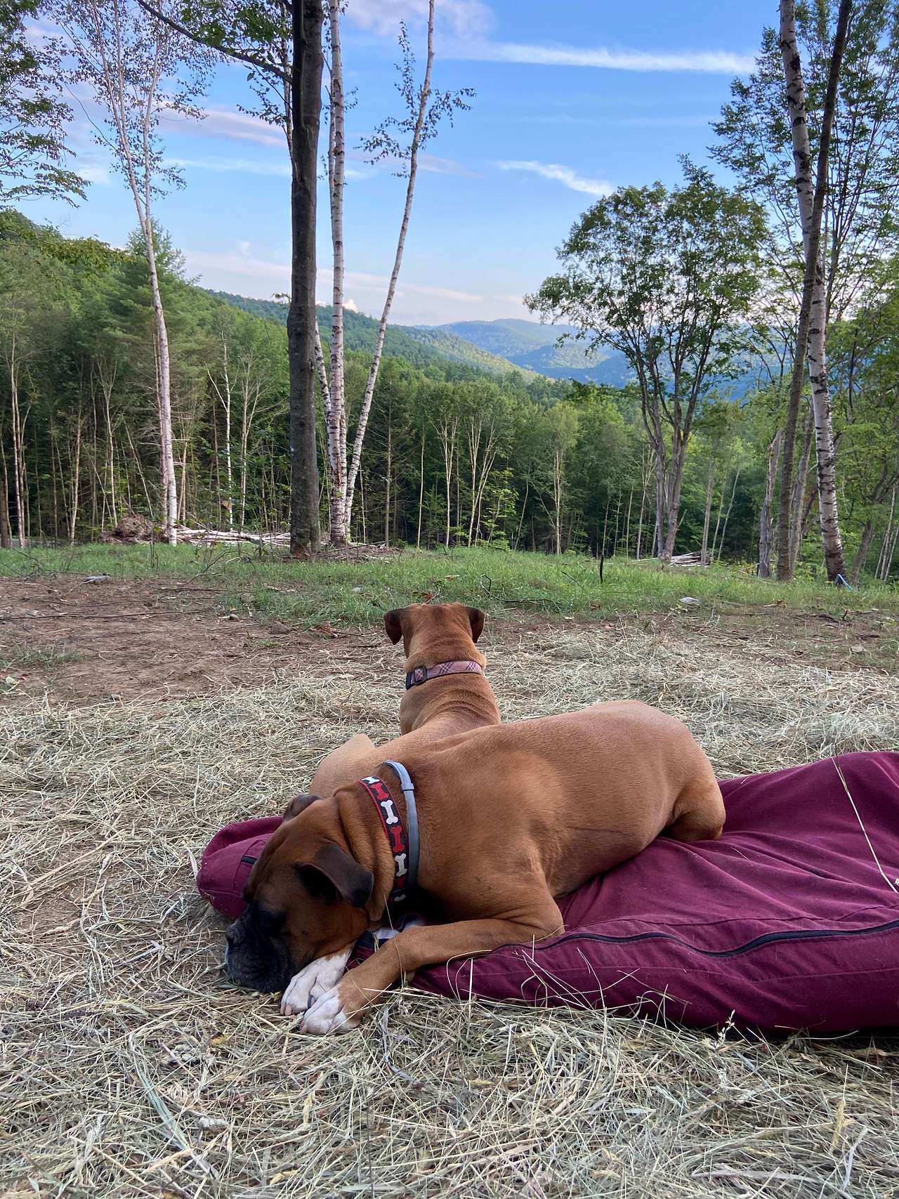 Sugar Wood Meadow Camping
