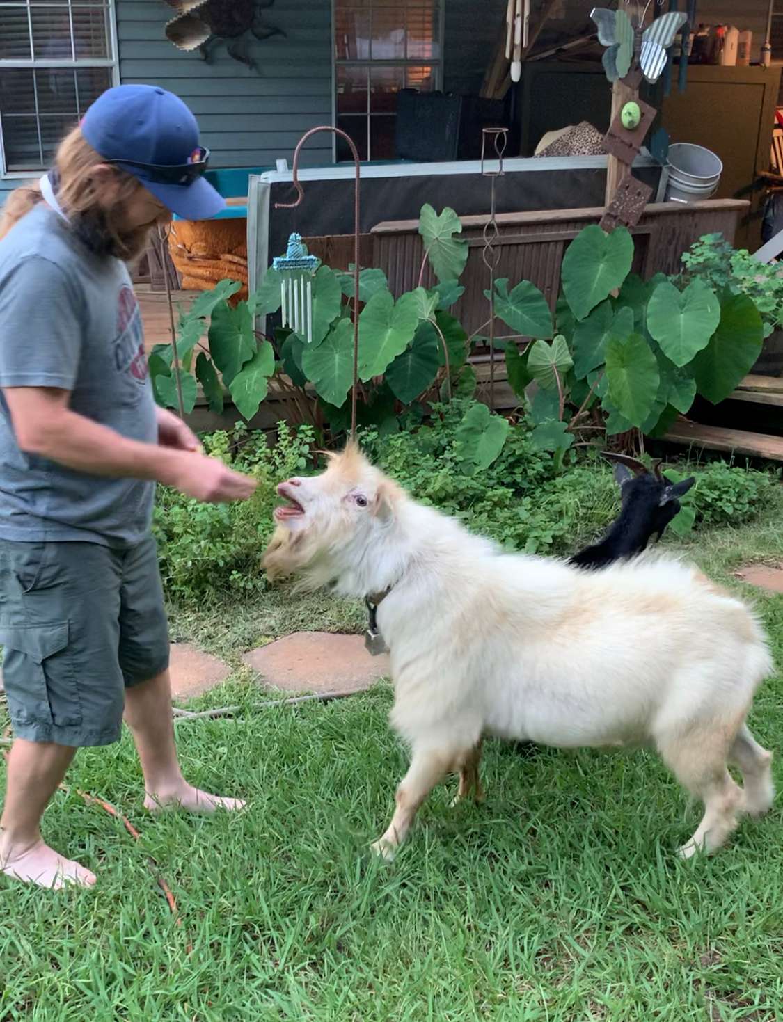 These goats love their treats!!!