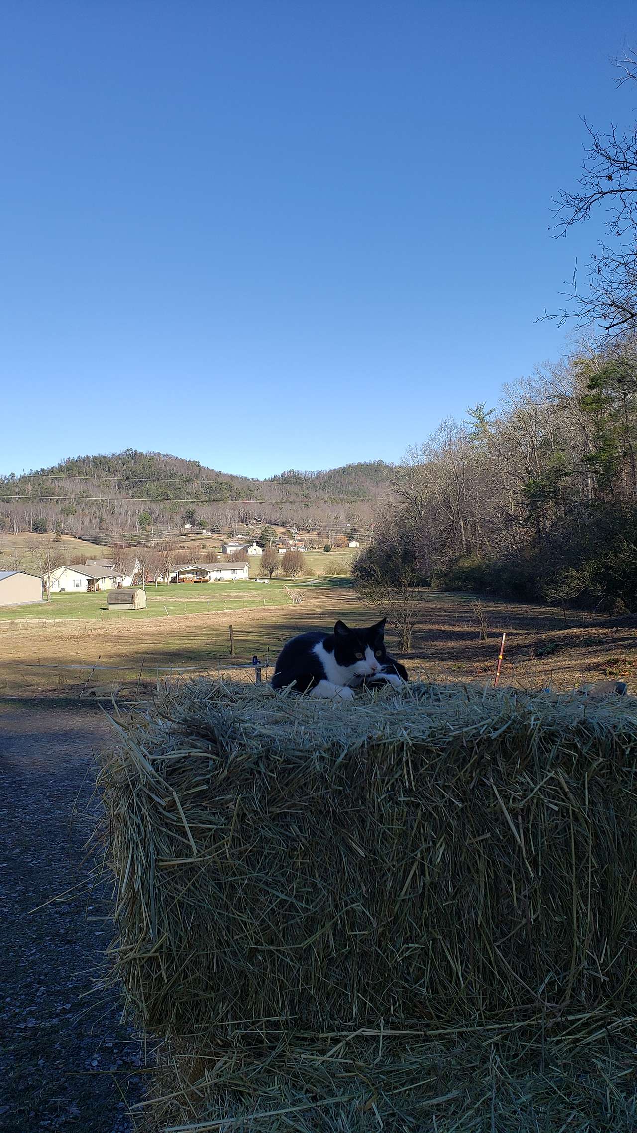 farm cat... with other view of pasture in back ground