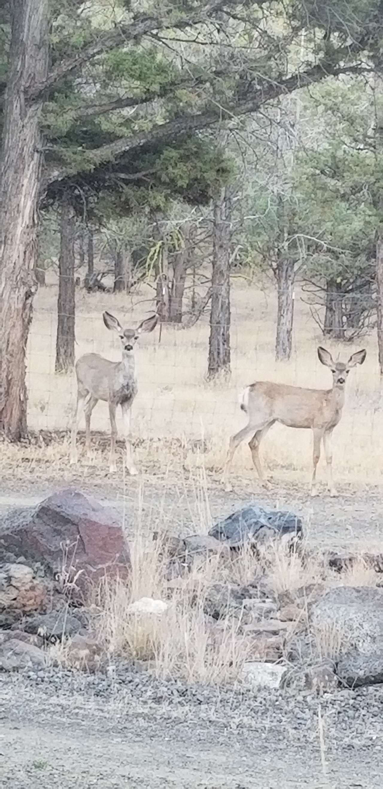 Local deer.