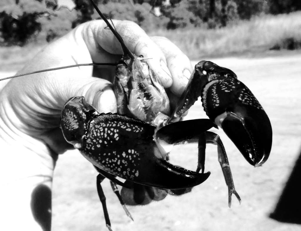 A breeding yabby