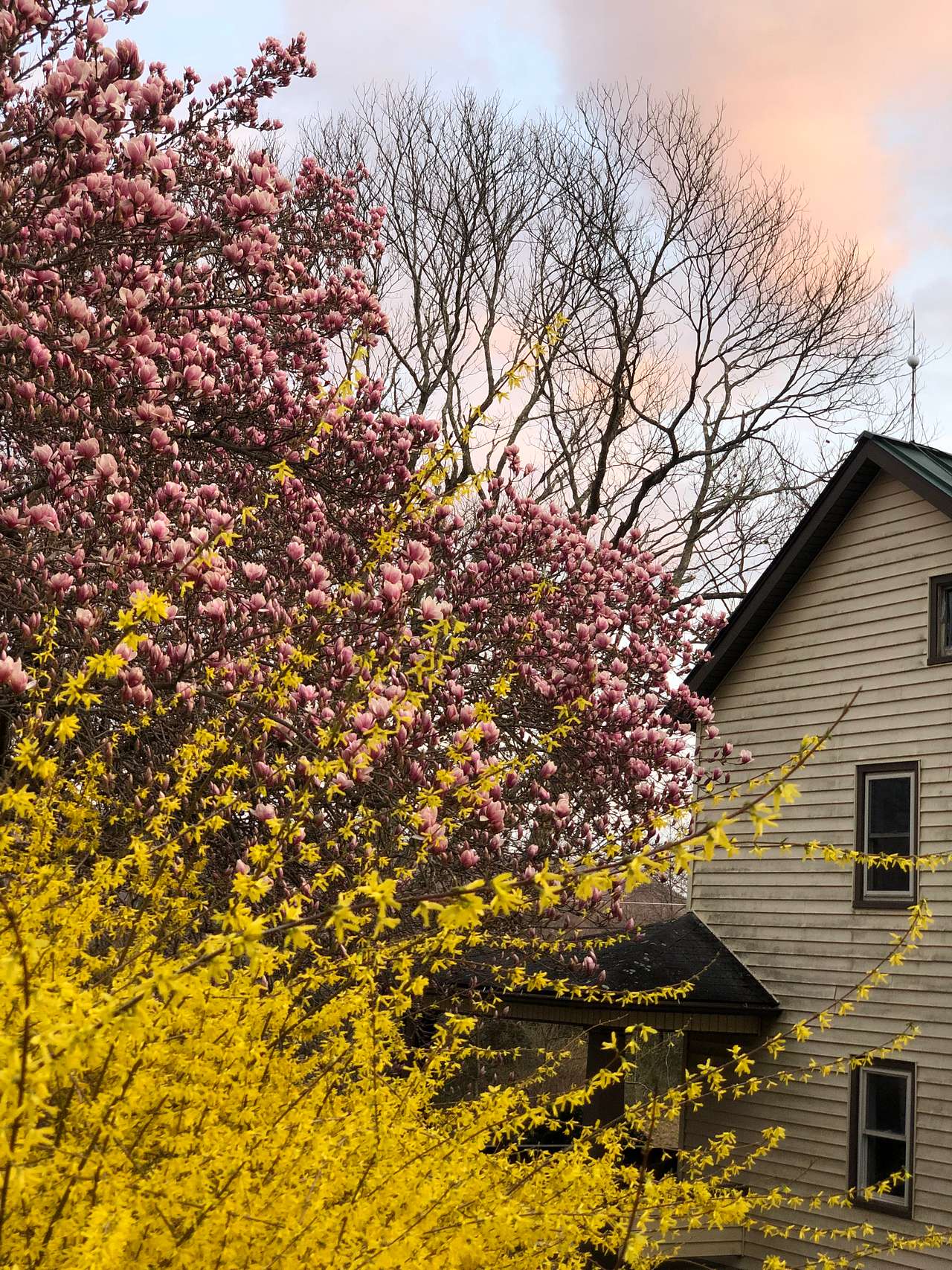 The magnolia tree and farm house