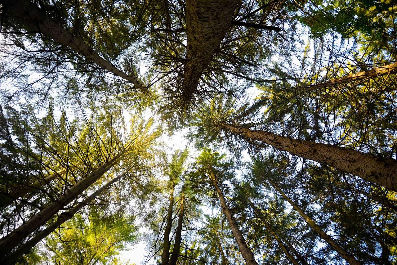 Stopping to admire the tree canopy