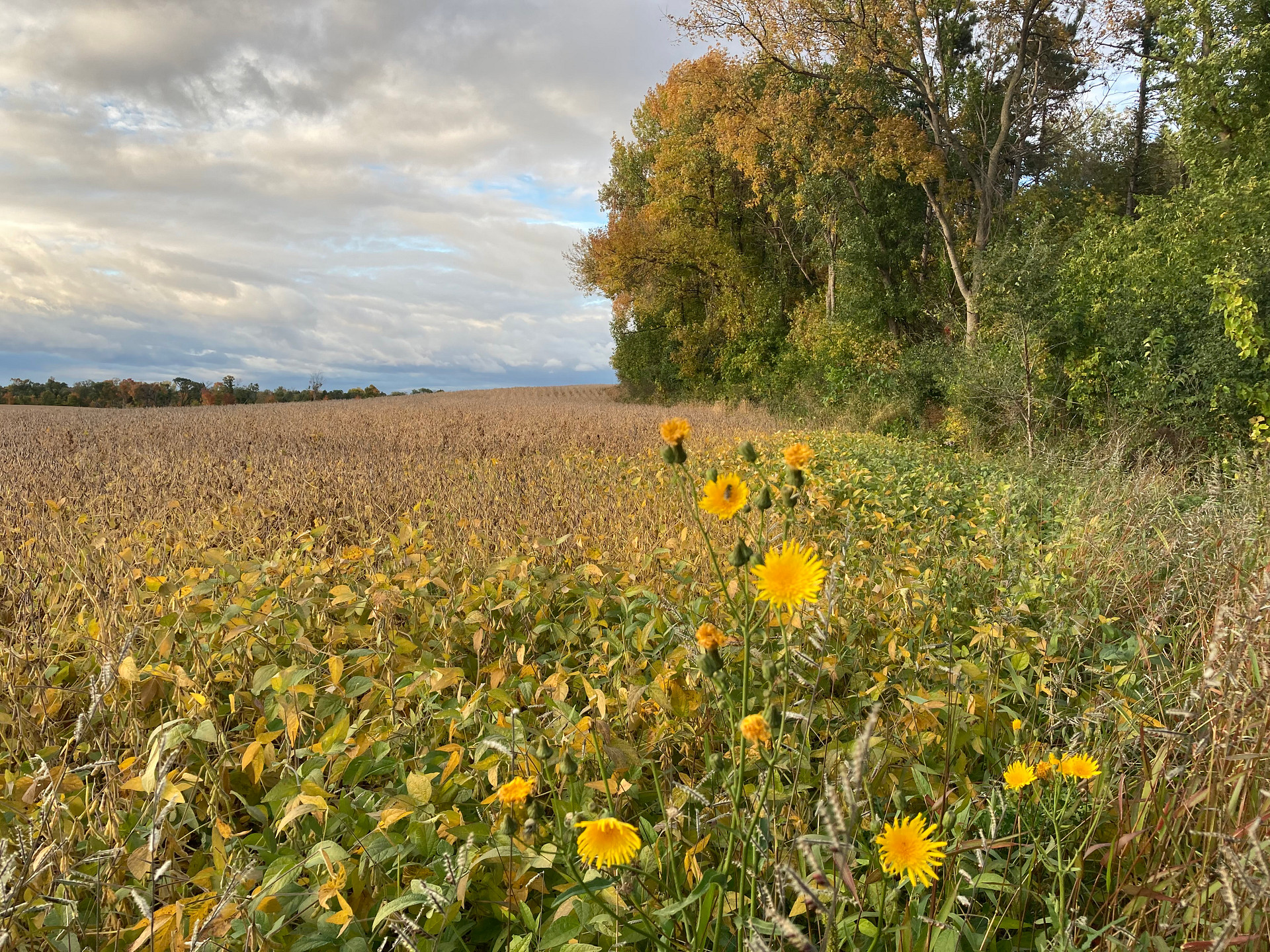 field view