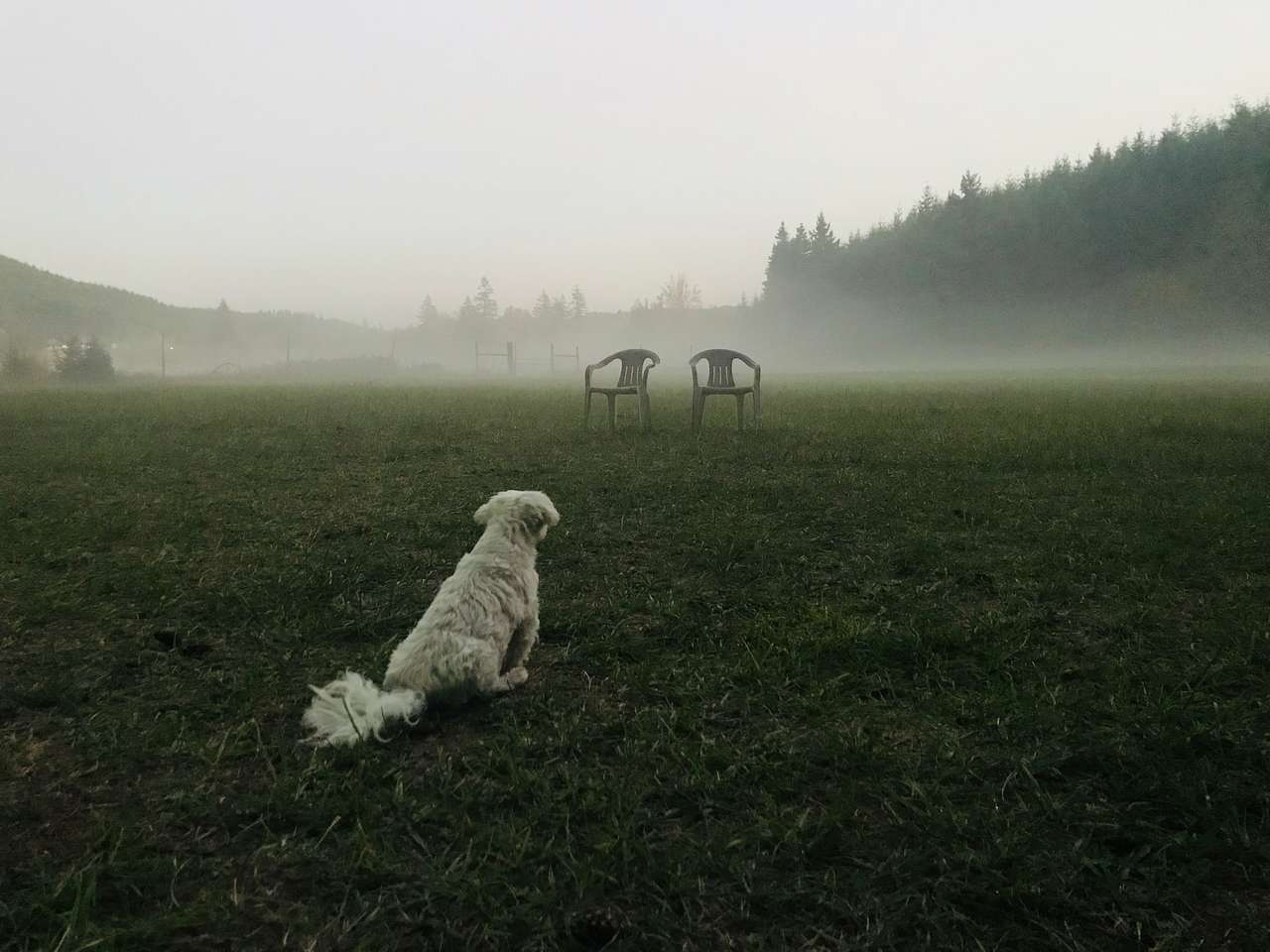 Zeus watching the ground dog roll in. 