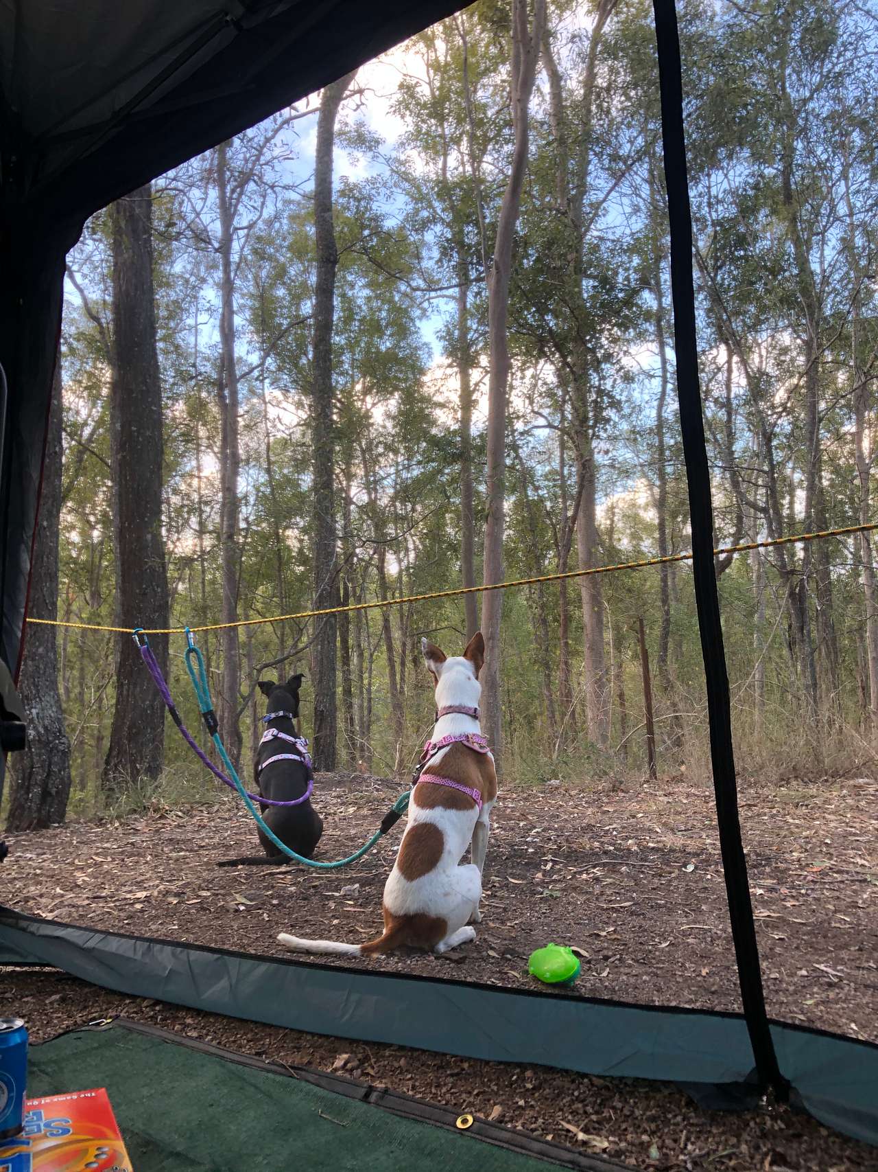 Watching the goanna’s off in the bush.